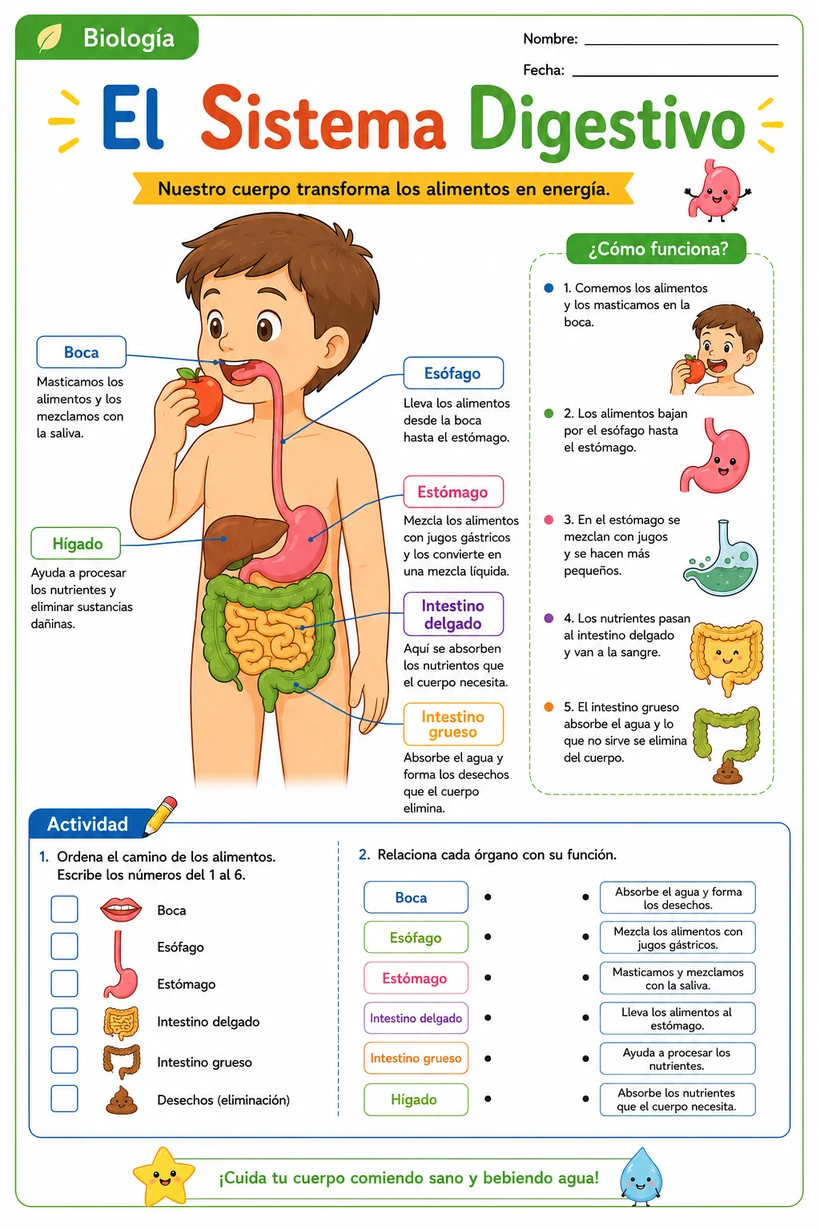 Guía ilustrada de El Sistema Digestivo